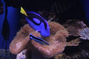 Palma aquarium 06