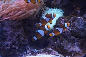 Palma aquarium 08
